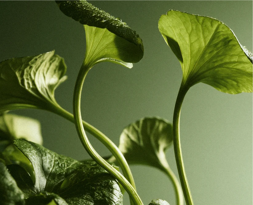 Centella Asiatica Plant-Derived Exosomes